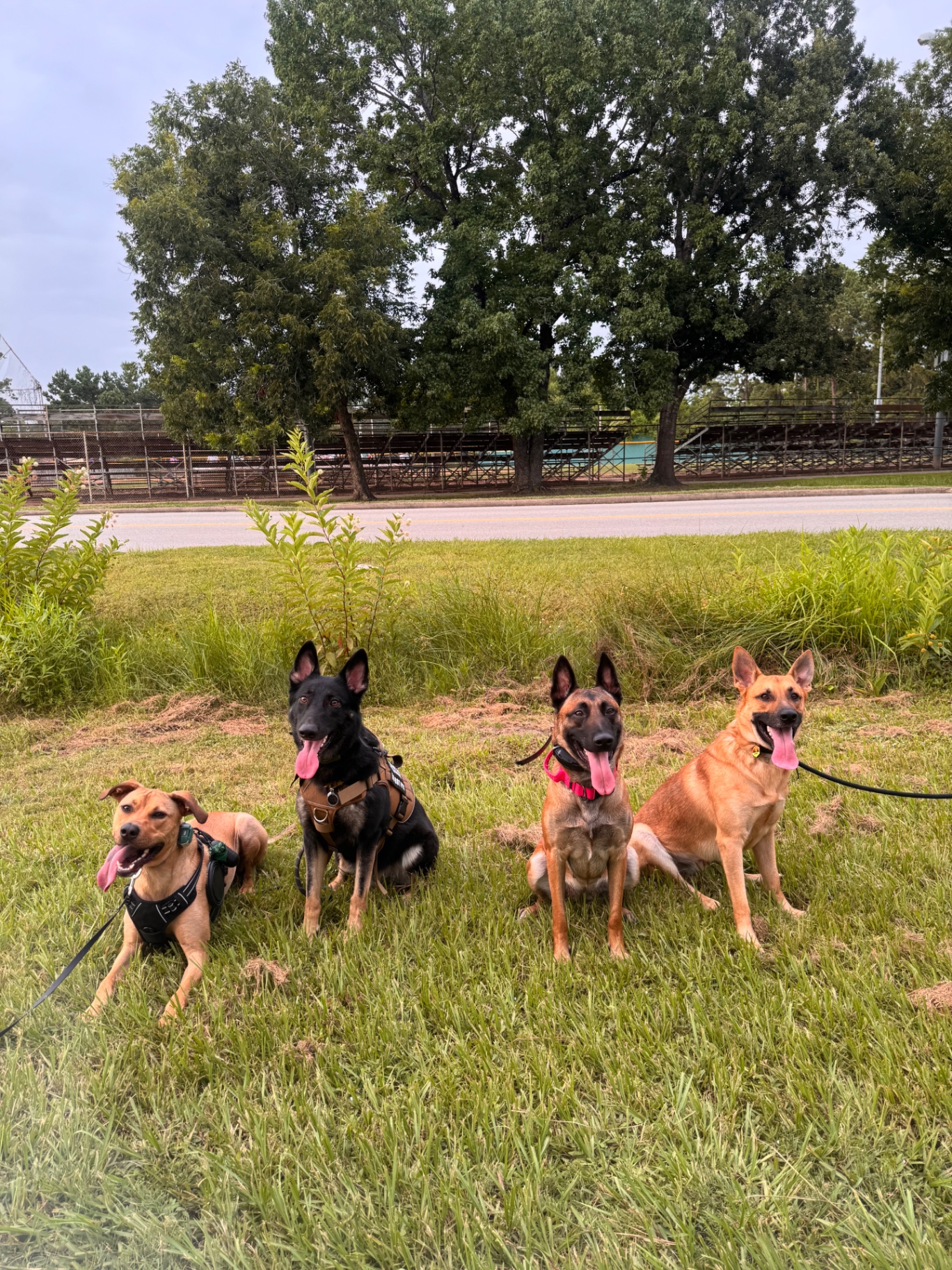 Four dogs settled calmly on a down-stay outdoors while boarding