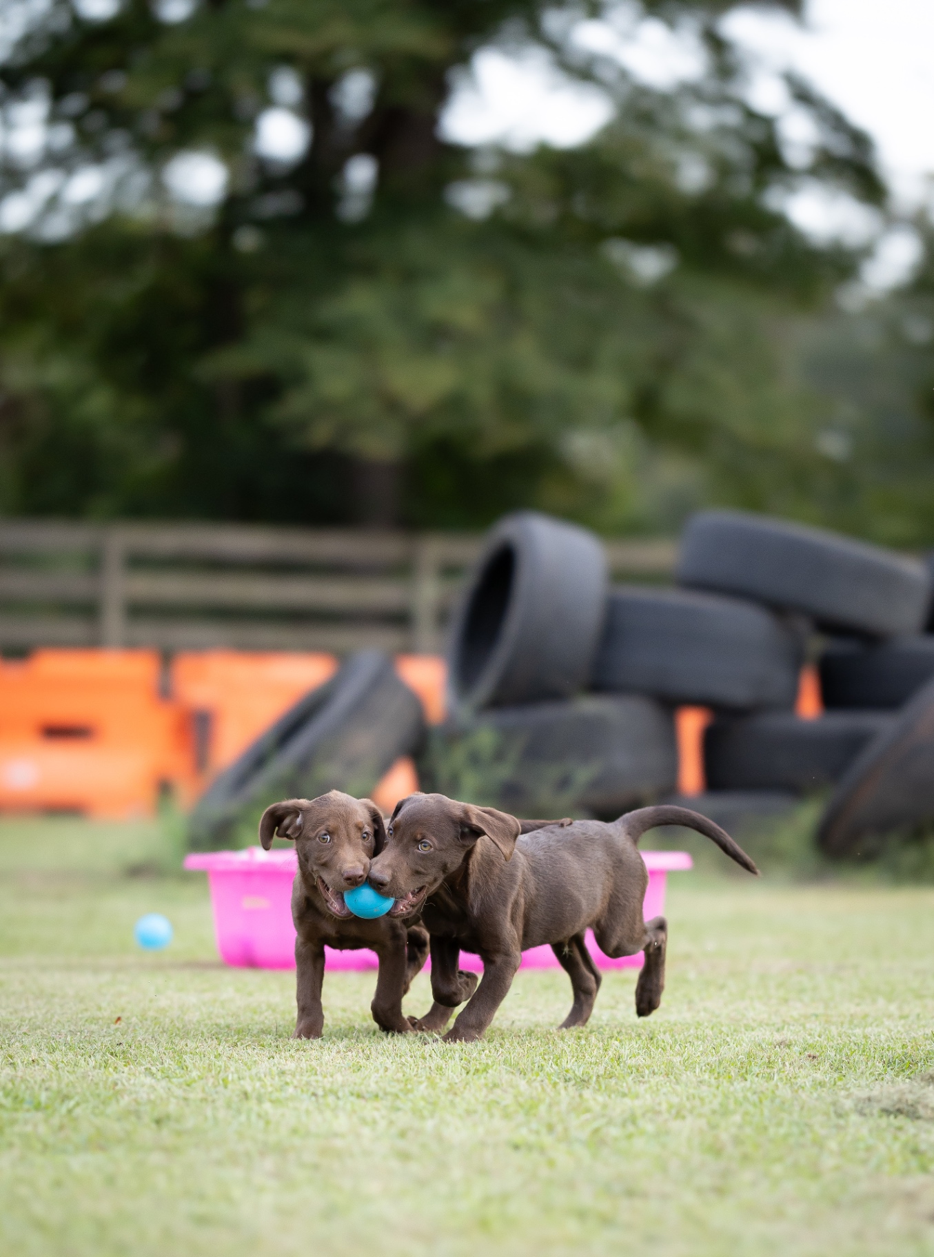 Two chocolate lab puppies playing with a ball during puppy training