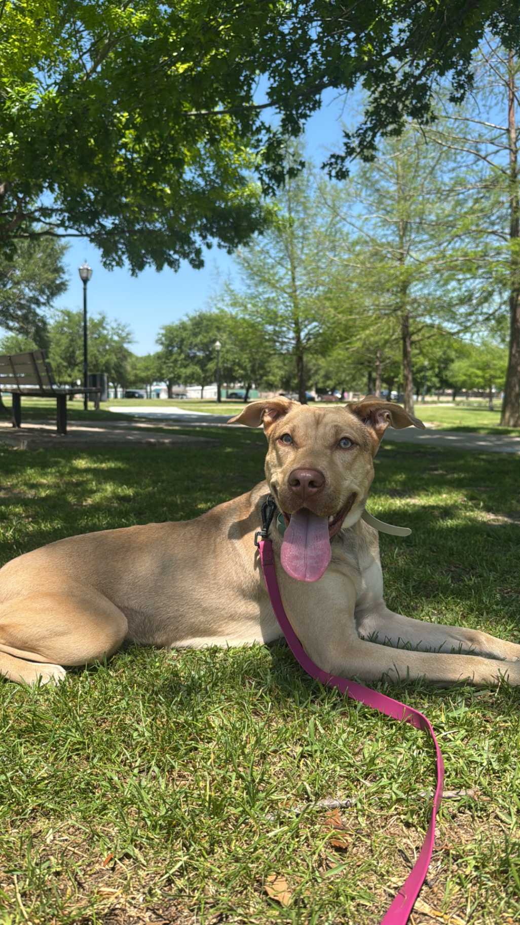 Focused lab mix holding a relaxed down in a public park
