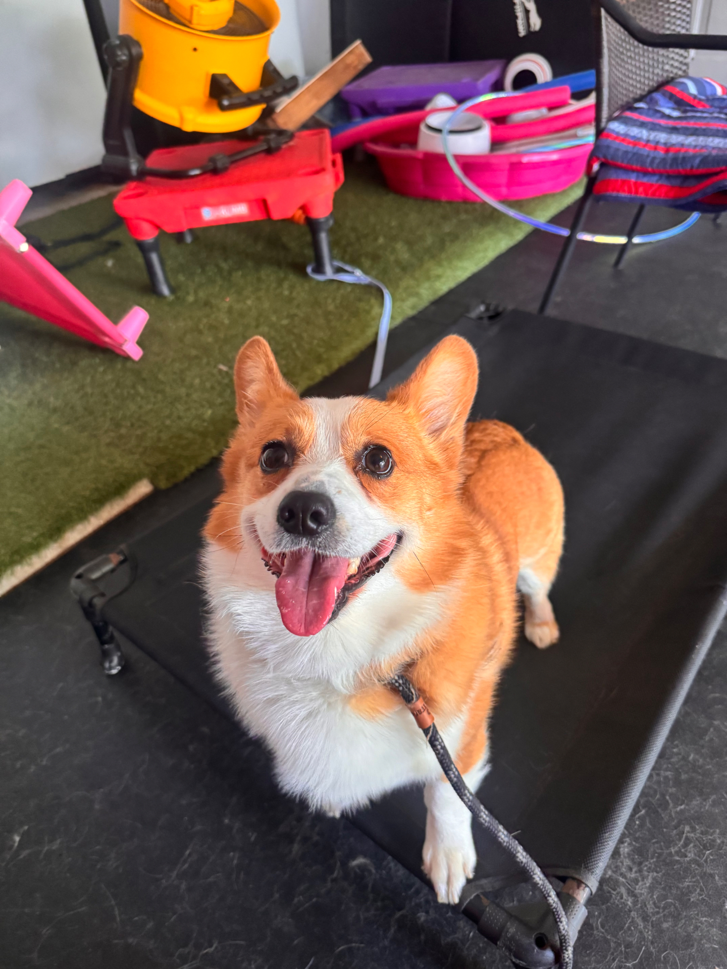 Corgi holding a focused place command during a private lesson