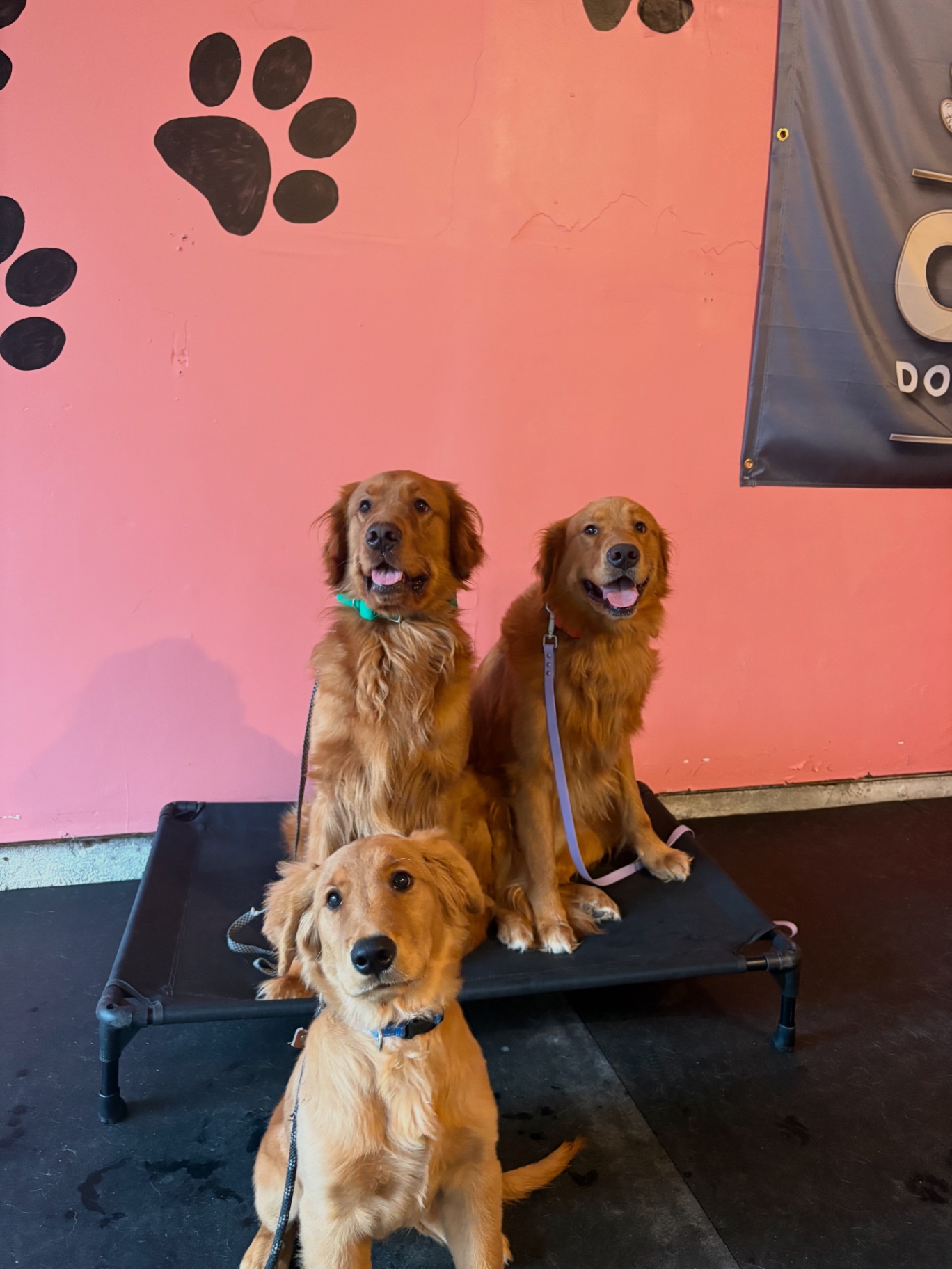 Three golden retrievers holding a place command at the training facility
