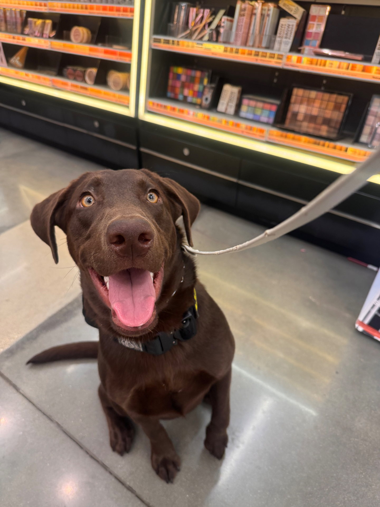 Chocolate lab sitting attentively on leash inside a busy store