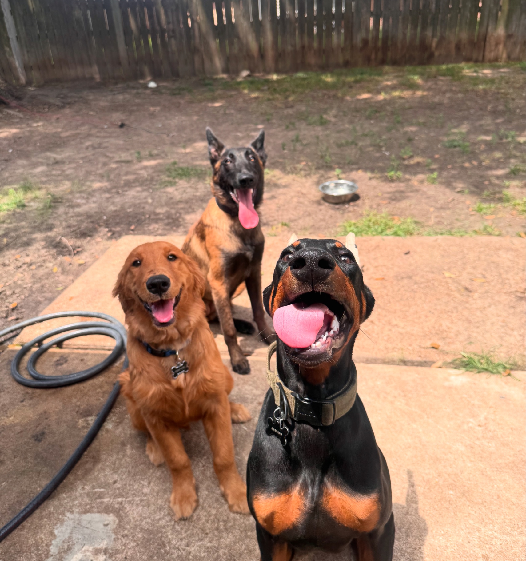 Doberman, Malinois and retriever holding a group sit-stay