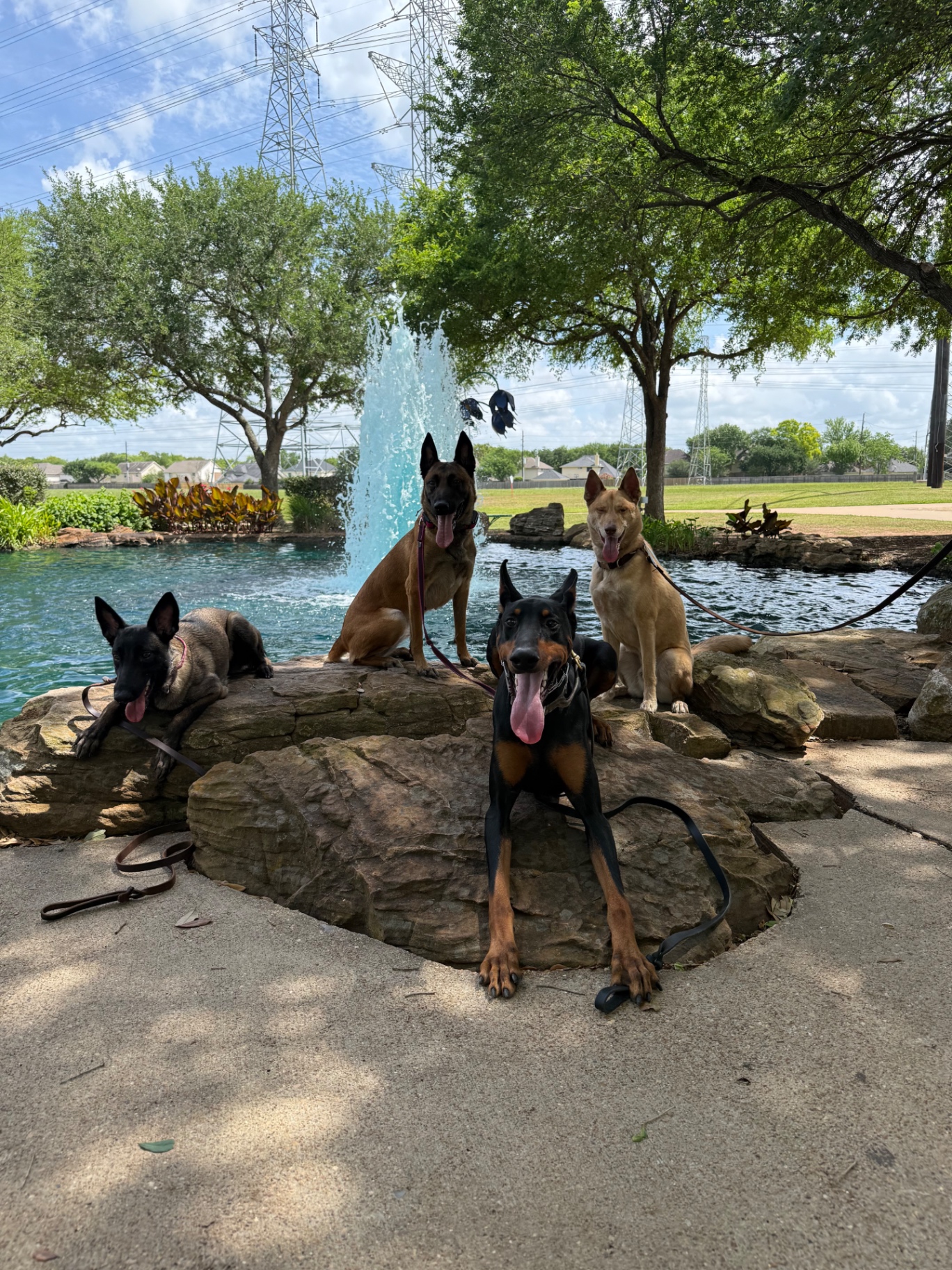 Board and train dogs holding a group down-stay by the water in Houston